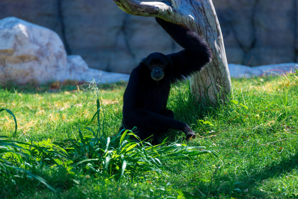 在野生动物园里的猴子图片下载