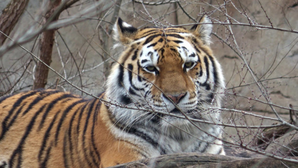 西伯利亚虎，虎属图片下载