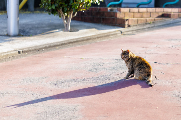 野鸡猫（木姬猫）图片下载