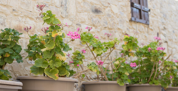 花坛里盛开的花朵。春天的花。春天。图片下载