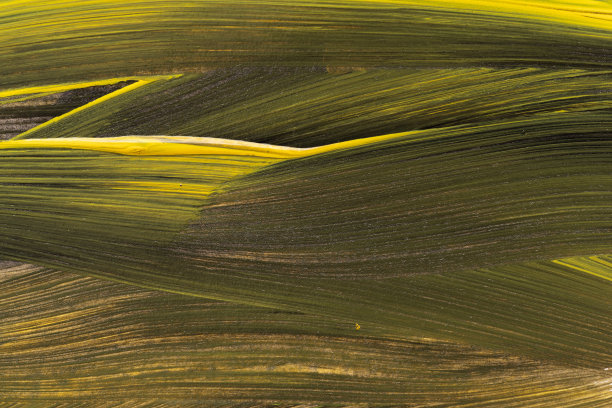 黄黑混合图片下载