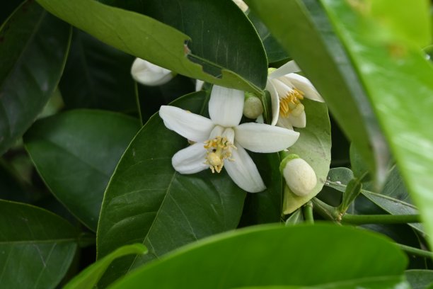 桔花。图片下载