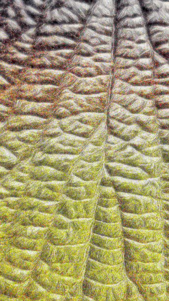 类似鳄鱼皮的纹理或背景图片下载