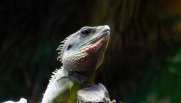 不同颜色的蜥蜴头部图像图片下载
