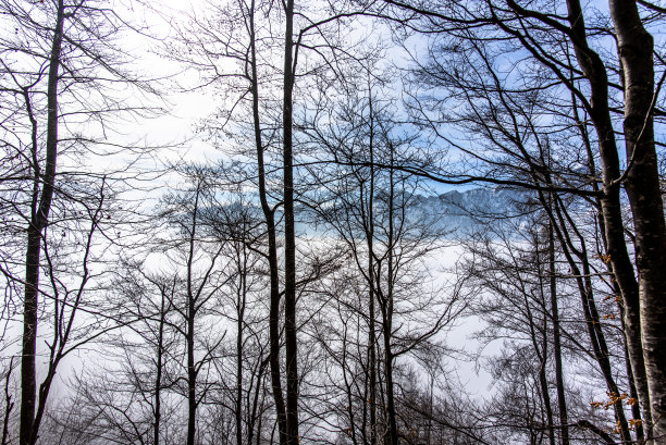 2023 02 18坎波格罗索的树木和山脉图片下载