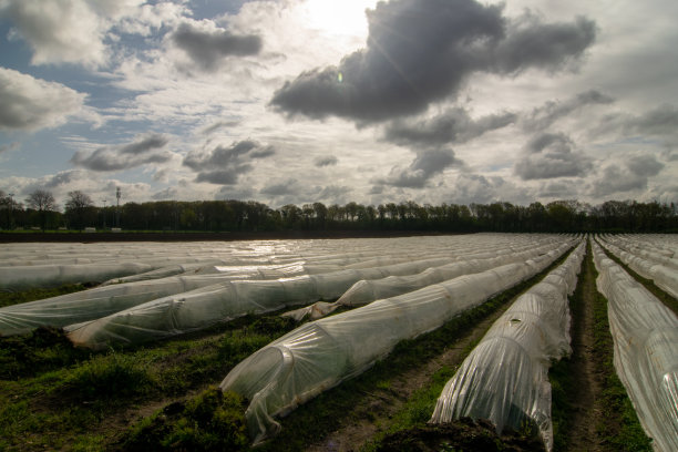 林堡的芦笋农场，云层下的土地上方是低低的太阳图片下载