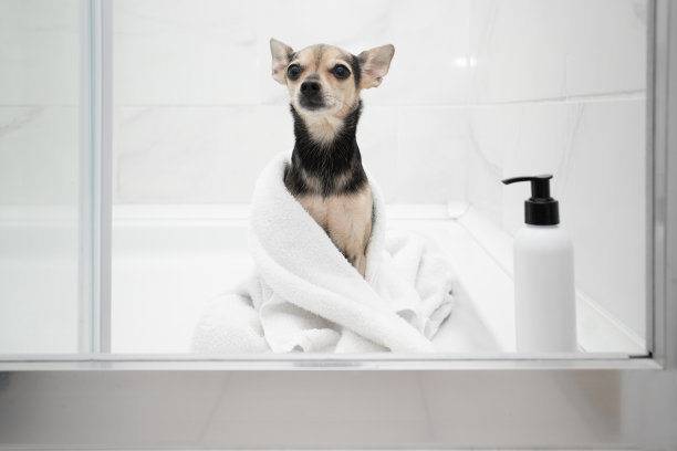 可爱有趣的狗狗在洗澡，用模拟瓶的狗狗洗发水，宠物在毛巾里，动物化妆品图片下载