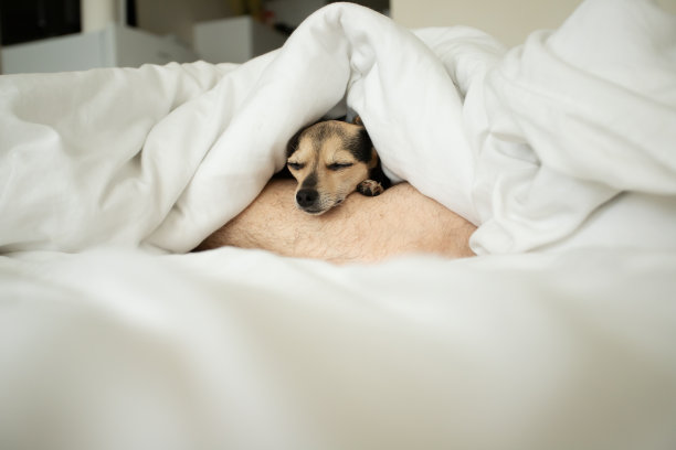 毯子下的小狗躺在一个男人的腿上，舒适地睡觉和休息，有趣的宠物躺在床上，白色的床单图片下载