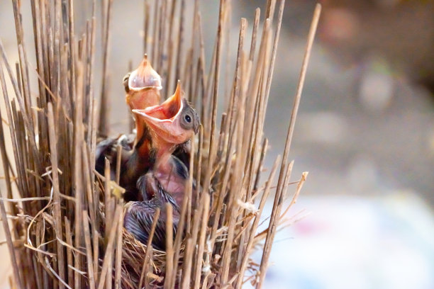 两只脆弱的小鸟张开嘴等待妈妈的食物，鸟巢是妈妈用扫帚柄末端的草屑搭成的。图片下载