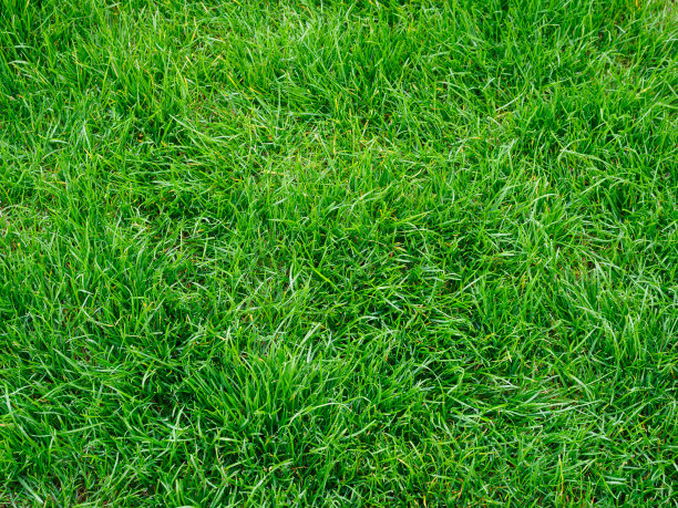 草地的背景图片下载