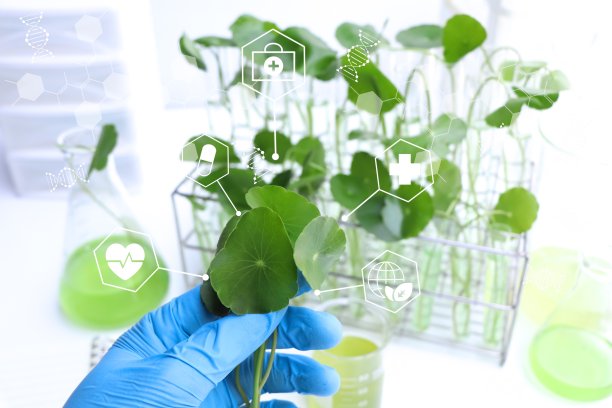 积雪草叶片与生物试管中的绿水图片下载