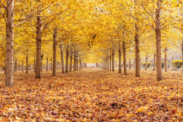 秋天的枫叶，枫叶树的背景图片下载