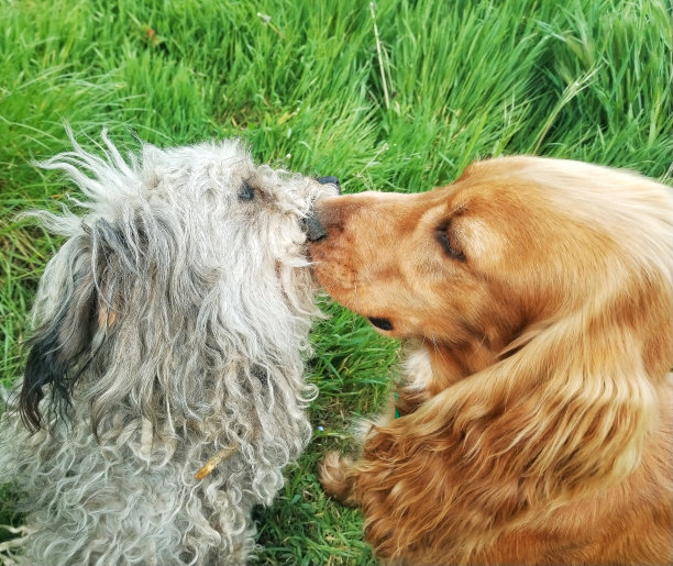 狗狗玩图片下载