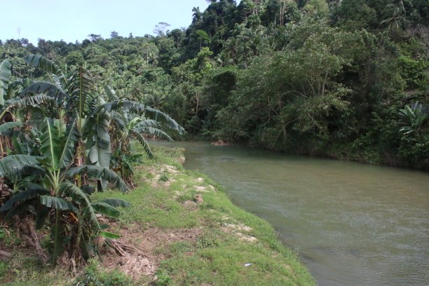 热带景观。丛林中的河流。图片下载