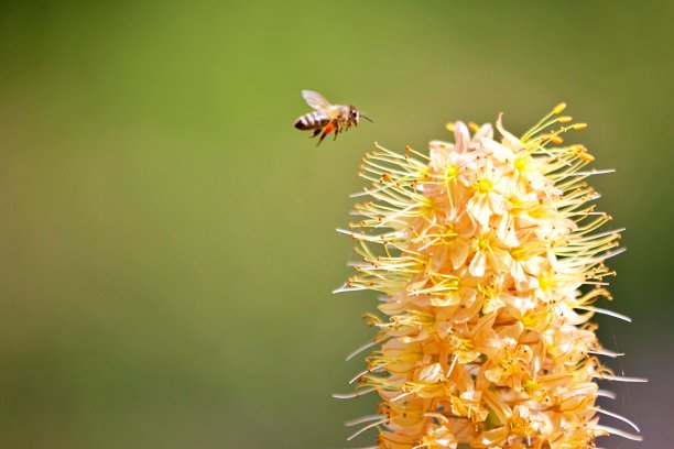 忙碌的蜜蜂图片下载