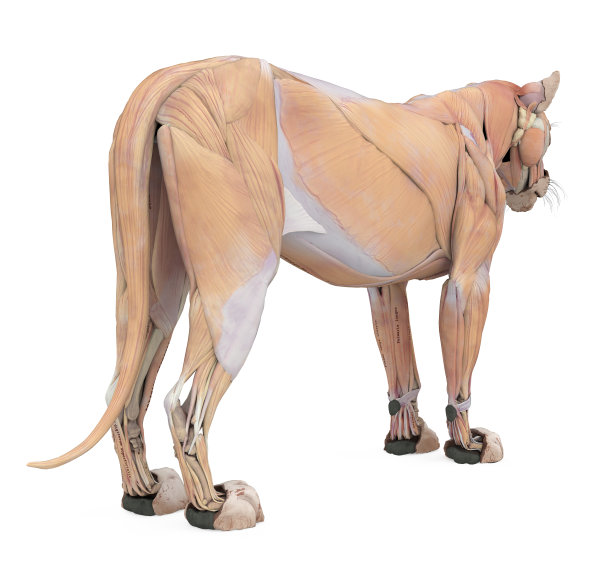 分离的狮子肌肉解剖图片下载