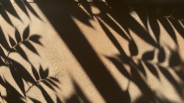 米色的墙上投下了花卉图案的影子图片下载