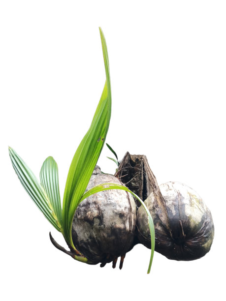 幼树椰子树种子萌发绿色叶片孤立在白色背景图片下载