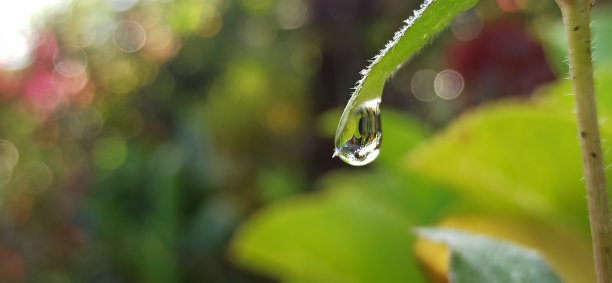 水滴落在叶尖上，把空气吹得飘飘然图片下载