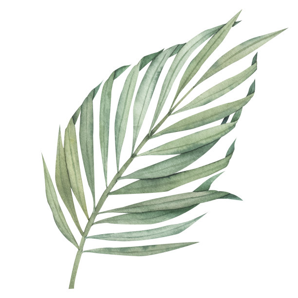 一组热带棕榈叶孤立没有背景。水彩画外来植物。植物插图。图片下载