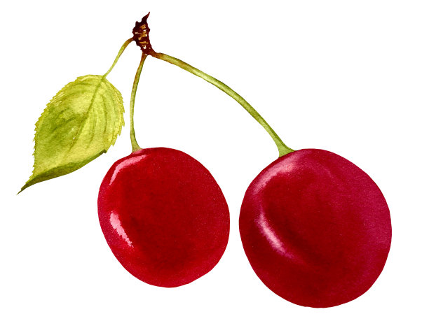 樱桃浆果，手绘水彩，纸质感。图片下载