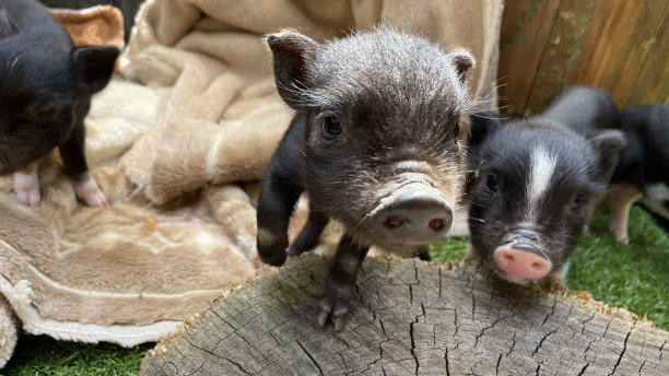 可爱的猪宝宝特写图片下载