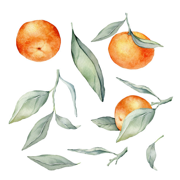 一套绿叶柑桔枝。孤立。水彩剪贴画插图，收集柑橘水果，橙色，植物绘画。白色背景上橙色树枝的集合。图片下载