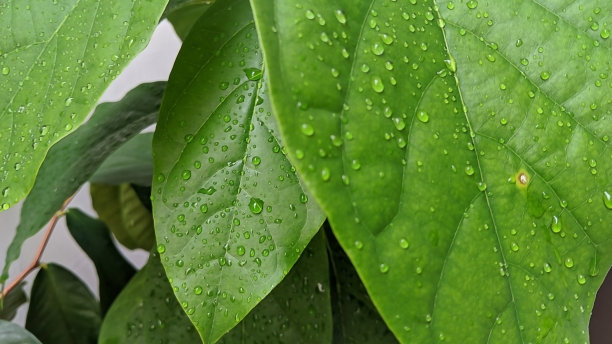 牛油果树叶照片散景图片下载