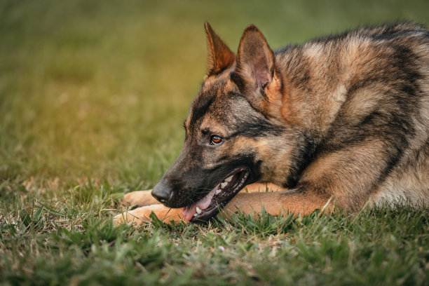 纯种德国牧羊犬图片下载