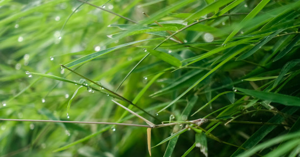竹叶和草的背景纹理。图片下载