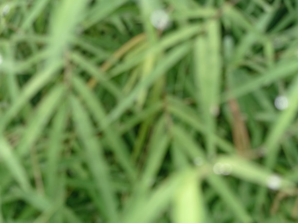 竹叶背景散焦。图片下载