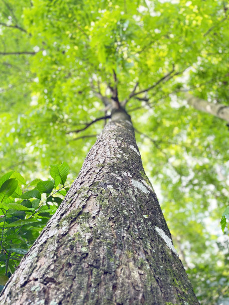 放松抽象特写树干到绿叶的大树在森林模糊的背景-股票照片图片下载