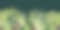 无缝板的绿色海洋植物水彩插图孤立的黑色。海带，海沙拉，乌尔瓦，豆子手绘。设计元素用于包装，标签，广告，包装，海洋收集图片下载
