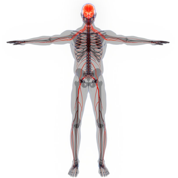 人类神经系统中枢器官脑解剖学图片下载