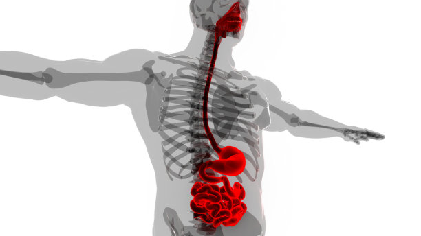 人体消化系统胃与小肠解剖图片下载