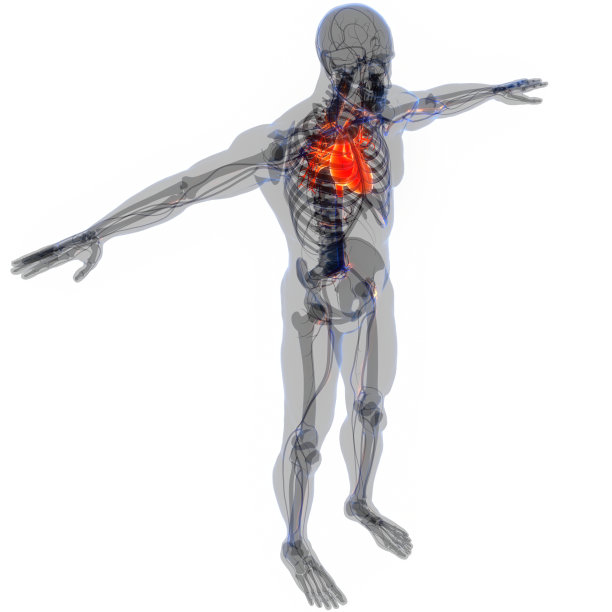 人体循环系统心脏解剖图片下载