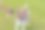 一只小猎犬拉着绳子和主人玩拔河游戏。一只狗用绳子玩拔河游戏。爱玩玩具的狗。主人和小猎犬之间的拔河比赛。图片下载