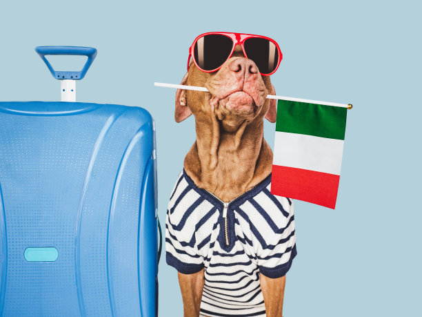 可爱的棕色小狗，墨镜和意大利国旗图片下载