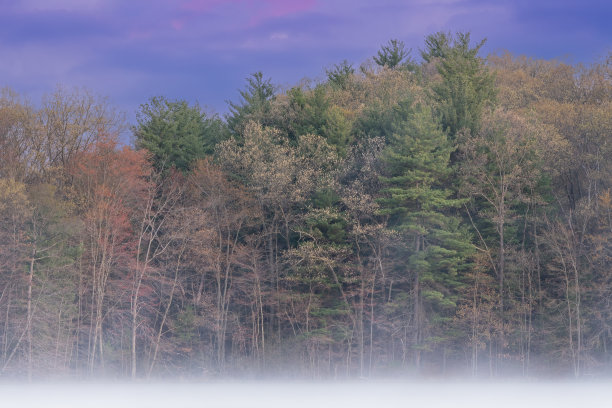 春天的大厅湖在黎明的雾图片下载