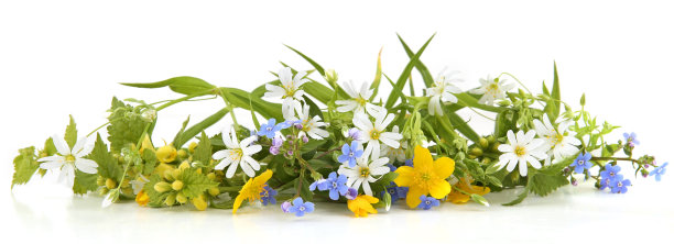 春花大缝衣草、黄色天使、勿忘我、白色背景上孤立的黄色海葵。图片下载