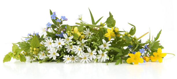 春花大缝衣草、黄色天使、勿忘我、白色背景上孤立的黄色海葵。图片下载