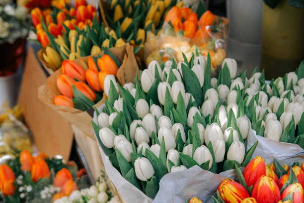 花店里的一大束白郁金香图片下载