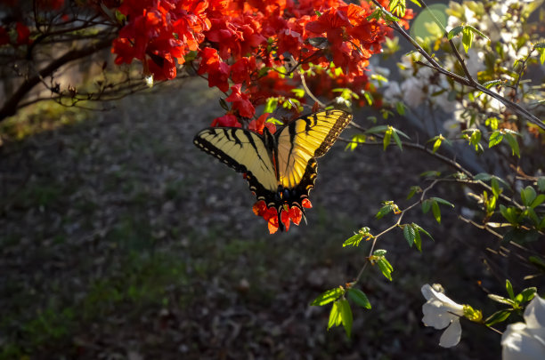 东方虎燕尾蝶和红杜鹃花图片下载