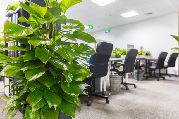 有绿色植物的办公室图片下载