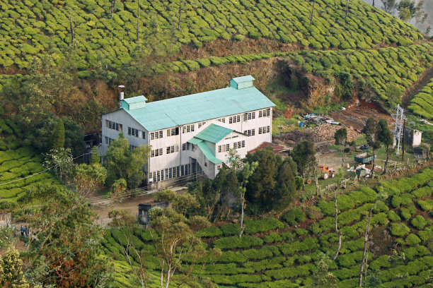茶叶加工厂位于农村茶场中部图片下载