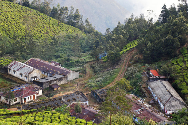 美丽的茶园与朦胧的山谷在穆纳尔喀拉拉邦农村村庄图片下载