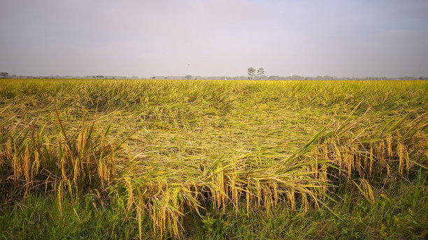 水稻枯萎图片下载