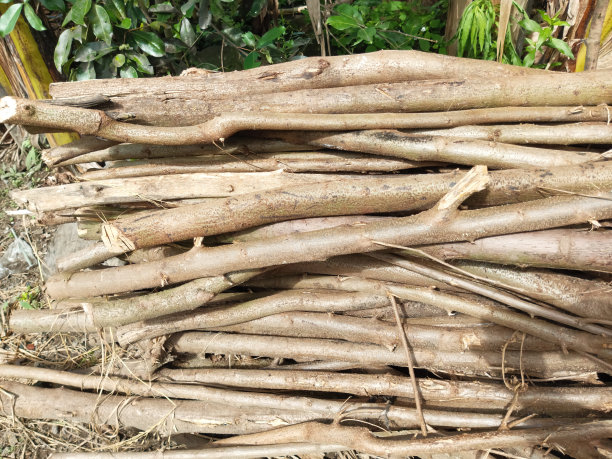 一堆被砍伐的树木的照片图片下载