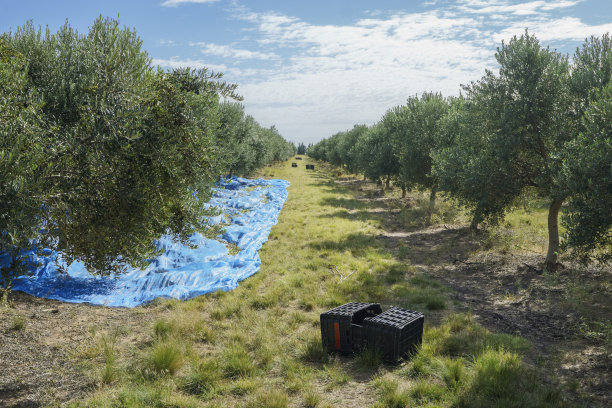 橄榄收成。在橄榄种植园的地板上，蓝色的毯子和箱子正在采摘果实图片下载