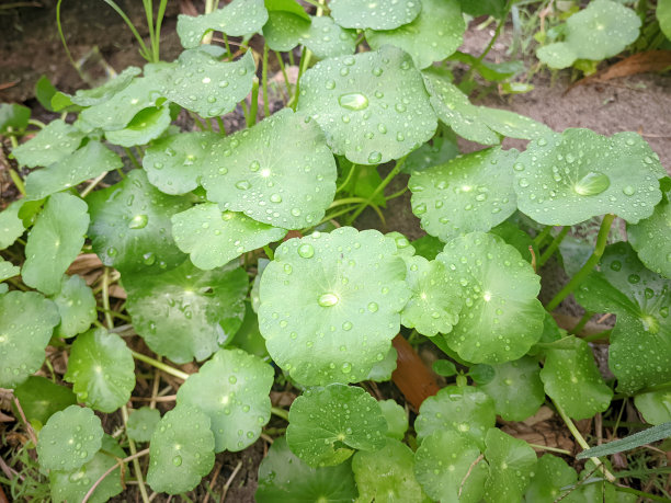 在雨后洒上几滴水的科拉叶草图片下载
